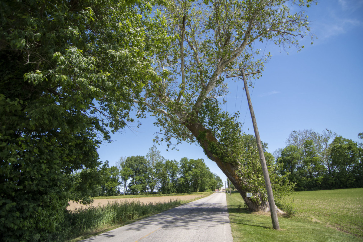 The sycamore tree, pictured here, leans over Airport Road, about three miles south of Franklin. Scott Roberson photo