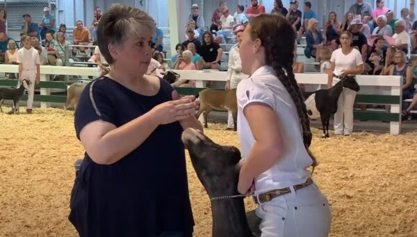 VIDEO: Johnson County Fair 2022 4-H Goat Showmanship