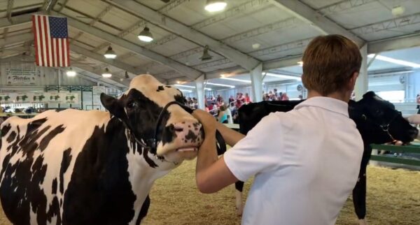 VIDEO: Johnson County Fair 2022 4-H Dairy and Gilt shows