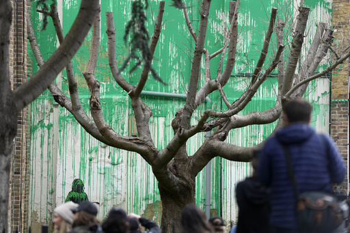 Banksy tree mural that grew in London is fenced off after apparent vandalism