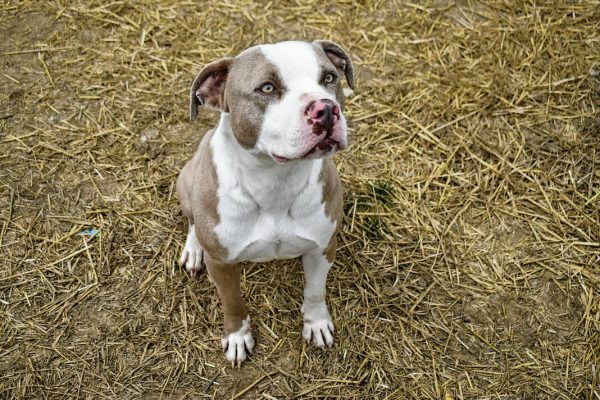 Johnson County Animal Shelter seeks adopters amid record-long animal stays